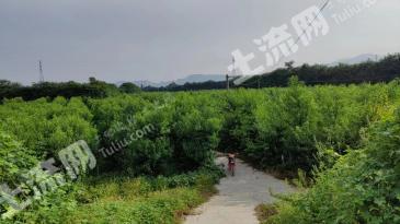 郑州新郑市 103.17亩 果园 经营权转包