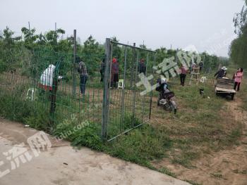 徐州沛县 219.09亩 果园 经营权出租