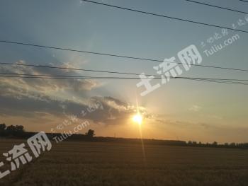 石家庄长安区 5亩 水浇地 经营权出租