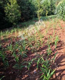 曲靖罗平县 20亩 旱地 经营权出租