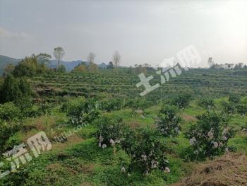 巴中通江县 240亩 果园 经营权转让