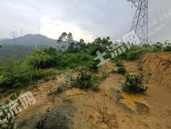 江门蓬江区 42亩 其它林地 经营权转让