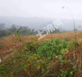 眉山洪雅县 385亩 其它林地 经营权出租