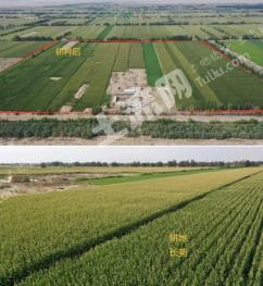 张掖肃南裕固族自治县 500亩 水浇地 经营权出租