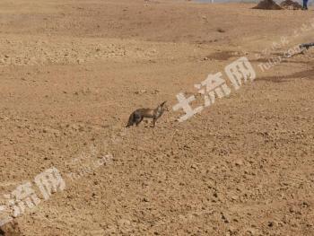白银景泰县 3000亩 水浇地 经营权出租
