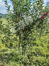 沈阳浑南区30亩果园经营权转包