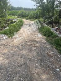 济南商河县 150亩 水浇地 经营权出租