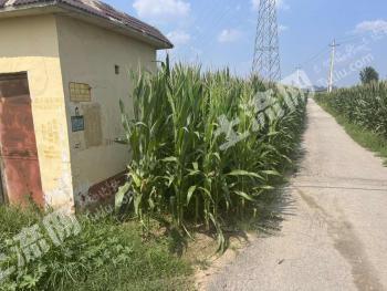 济南商河县 50亩 水浇地 经营权出租