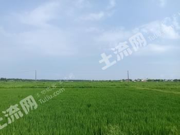 安庆潜山市 3000亩 水田 经营权出租