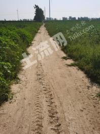 菏泽巨野县 179.07亩 水浇地 经营权出租