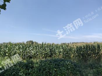 驻马店平舆县 1600亩 水浇地 经营权出租