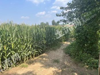 菏泽曹县 100亩 水浇地 经营权出租