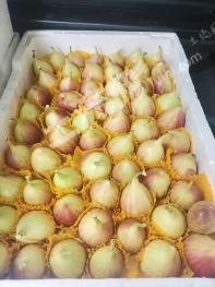 郑州荥阳市 15亩 果园 经营权出租