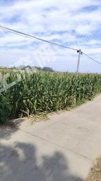 周口扶沟县 3000亩 水浇地 经营权出租