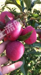 四平铁东区 35亩 果园 经营权转让