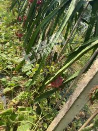 湖南永州 60亩 大棚果园 经营权转包