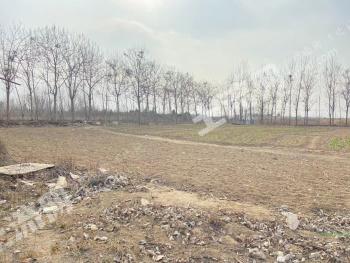 郑州惠济区 15亩 水浇地 经营权出租