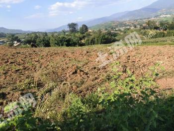 保山昌宁县 200.03亩 水浇地 经营权出租
