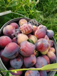 吉林永吉县 81.87亩 果园 经营权转让