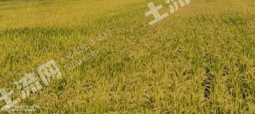 白城镇赉县 450亩 水田 经营权转包