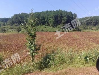 重庆南川区 3107亩 水田 经营权出租