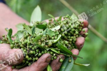 资阳安岳县300亩其它园地经营权转让