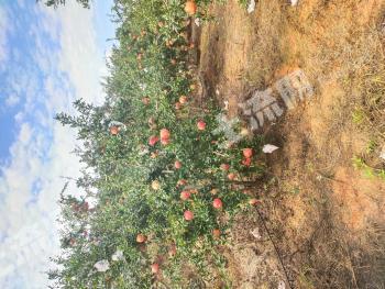 楚雄永仁县 200.27亩 其它林地 经营权出租