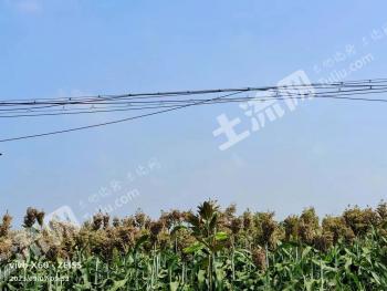 驻马店新蔡县 6300亩 旱地 经营权出租