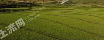 岳阳华容县 45亩 水田 经营权出租