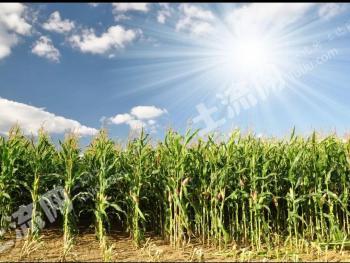 营口鲅鱼圈区 10亩 水浇地 经营权转包