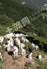 重庆巫山县 277.11亩 荒山 使用权出租