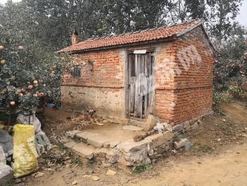 烟台栖霞市 6.16亩 果园 经营权出租