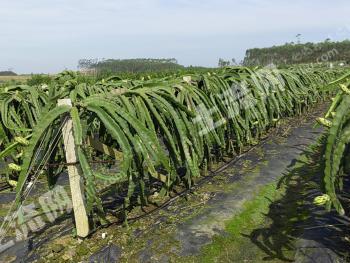 南宁江南区 100亩 果园（红心火龙果） 经营权转包
