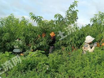 黔南贵定县 156.94亩 果园 经营权出租