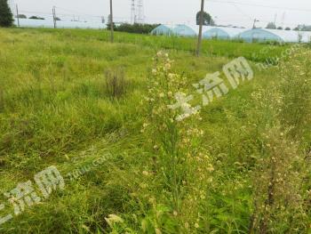 衢州江山市 200亩 水浇地 经营权出租