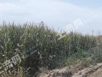 张掖肃南裕固族自治县 300亩 水浇地 经营权出租