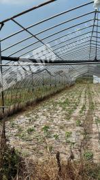 上海崇明县 2000亩 旱地 经营权出租