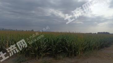 巴音郭楞和硕县 6067.83亩 水浇地 经营权转让