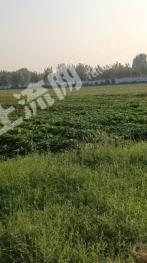 开封龙亭区 344亩 水浇地 经营权出租