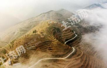 百色西林县 800亩 其它园地 经营权转让