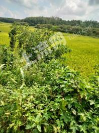 安徽滁州南谯区 300亩 水田 经营权转让