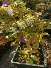 广安前锋区 100亩 旱地 经营权出租