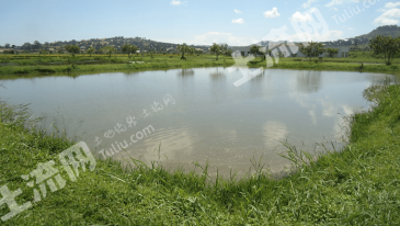 黄冈黄梅县 12.99亩 坑塘水面 经营权出租