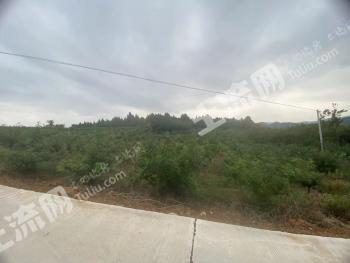 绵阳梓潼县 130亩 其它园地 经营权转让