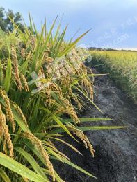 白城镇赉县 218.75亩 水田 经营权出租