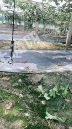 常州武进区 24亩 果园 经营权转让