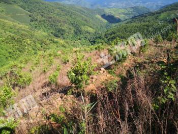 普洱市澜沧拉祜族自治县 162亩 果园 经营权转让