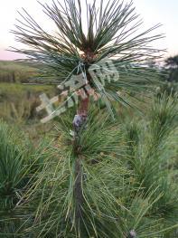 吉林舒兰市 247.5亩 红树林地 经营权出租