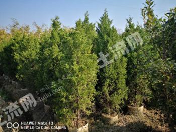 大理大理市 20.4亩 水浇地 经营权转让