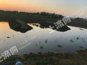 泰州靖江市 40亩 坑塘水面 经营权出租
